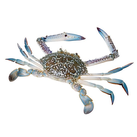 Blue Swimming Crab